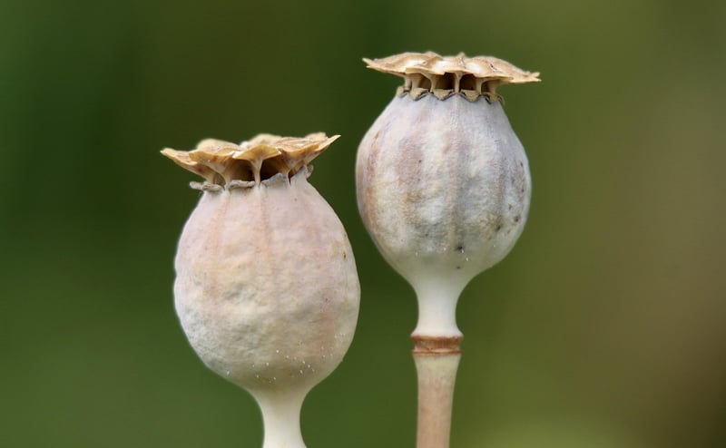 Seed Swaps