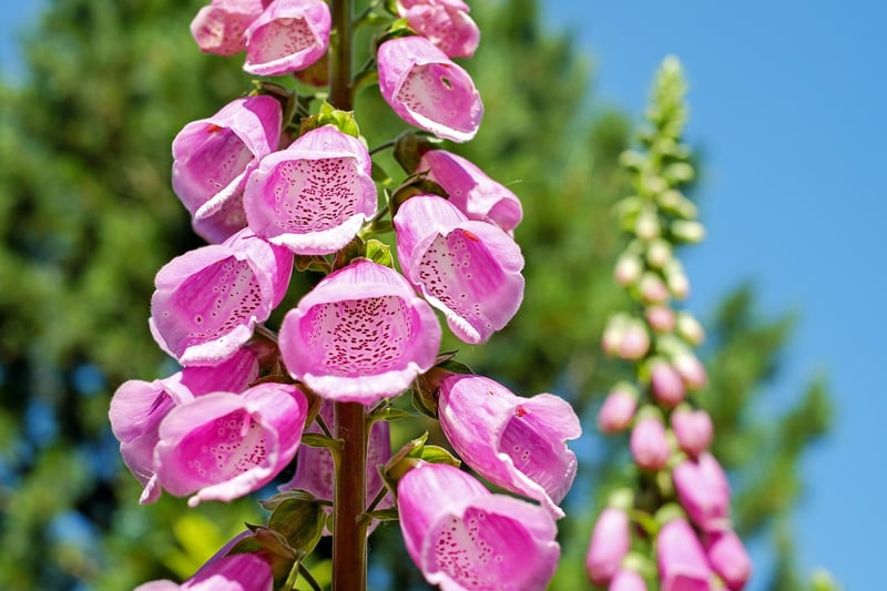 Vertical Garden Ideas