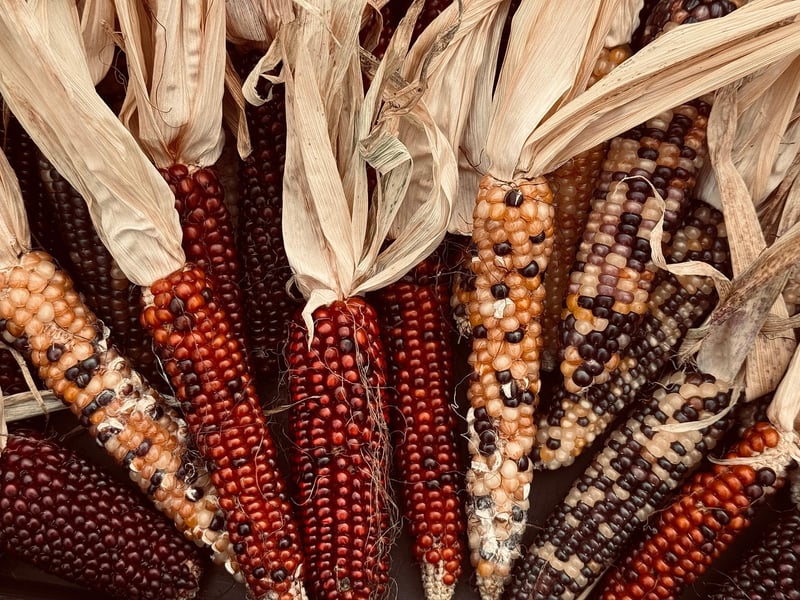 Harvested Vegetables